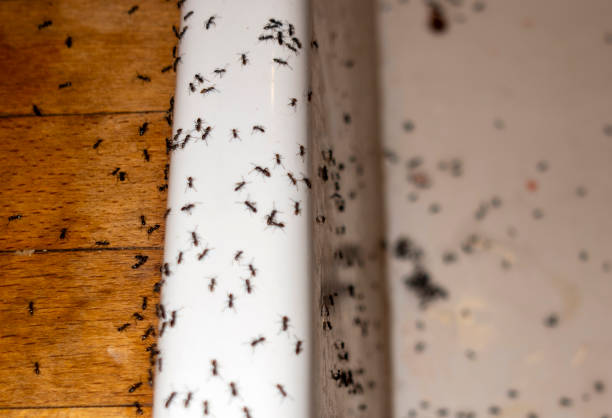 Best Insect Control  in Morrisville, NY