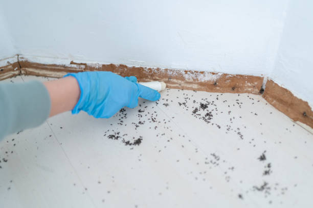 Best Best Pest Control Companies  in Morrisville, NY